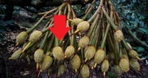 Lần đầu tiên mặt hàng xuất khẩu tỷ USD của Việt Nam có quy trình kiểm soát riêng