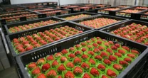 Loại quả của Việt Nam được khen 'ngon hơn hàng Hàn Quốc', lên cả máy bay đi quốc tế: Xuất khẩu tăng khủng gần 1.000%, sản lượng vượt 9.000 tấn/năm