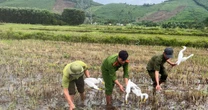 Thứ kỳ lạ giữa cánh đồng khiến ai cũng sững sờ ở Quảng Trị