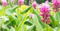 Một ‘mỏ vàng dưới lòng đất’ vừa mang về cho Việt Nam hơn 500 tỷ đồng: Chỉ dưới 10 quốc gia trên thế giới sở hữu, nước ta có hơn 50.000 ha