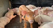 97 con lợn 'lạ' sùi bọt mép, co giật trên đường vào Đắk Lắk