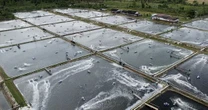 Cửa sang Mỹ hẹp dần, ngành công nghiệp tỷ USD của nền kinh tế gần 300 triệu dân vẫn lạc quan, hướng đến Trung Quốc với tham vọng chiếm lĩnh 1/5 thị phần