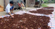 Việt Nam có một loại hoa vừa thu về hơn 45 triệu USD: Nước ta đứng thứ 2 thế giới, xuất khẩu hàng chục nghìn tấn mỗi năm