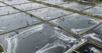 Một đặc sản tỷ đô của Việt Nam được Mỹ, châu Âu đua nhau mua hàng: Vừa thu về 1.4 tỷ USD, cả thế giới tranh nuôi nhưng chỉ nước ta thắng lớn