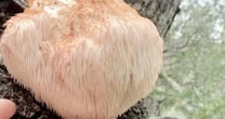 Vài triệu 1kg “thực phẩm của hoàng đế”, ở Việt Nam cũng nuôi trồng được