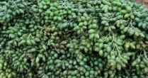 Từng tăng nhập khẩu 1.200%, một mặt hàng từ Trung Quốc đổ bộ ngược trở lại Việt Nam, nước ta chi gần 300 tỷ đồng mua hàng