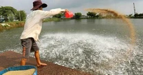 'Cá tỷ đô' của Việt Nam được Trung Quốc, Mỹ mê không lối thoát vì vừa rẻ vừa ngon: Bỏ túi hơn 800 triệu USD, sản lượng đứng đầu thế giới