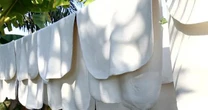 Hàng nghìn tấn 'vàng trắng' của Việt Nam được Mỹ mua với giá đắt đỏ: 1/3 thế giới ưa chuộng, nước ta nắm giữ diện tích trồng hơn 900.000 ha