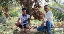 Người dân vùng biên thu nhập hàng trăm triệu đồng mỗi năm nhờ "bén duyên" với giống dừa lạ