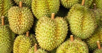 Đối thủ của Việt Nam, Thái Lan liên tục ra mắt giống sầu riêng mới: Đã có hơn 200 giống được đăng ký, hướng đến xuất khẩu sang Ấn Độ, Úc, châu Âu