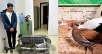 Giật mình sợ hãi trước những loài động vật được chế biến ăn uống hàng ngày trong danh sách bảo tồn đặc biệt
