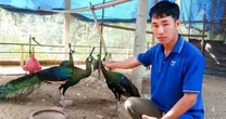 Từ thành công của "vua chim" Gia Lai đến vụ án gà lôi trắng ở Nghệ An