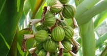 Một loại gia vị hiếm có khó tìm đắt thứ 3 thế giới nhưng Việt Nam có rất nhiều: Thu hơn 12 triệu USD trong nửa đầu năm, trồng trên 3 năm mới ra quả