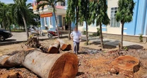 Hàng loạt cây gỗ lớn tại trụ sở phường bị chặt bán trước khi sáp nhập
