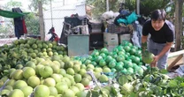 Không phải sầu riêng, loại quả của Việt Nam khiến Thứ trưởng Bộ Nông nghiệp Mỹ phải tấm tắc khen ngon 10/10: thuế nhập khẩu 0%, sản lượng hơn 900 nghìn tấn/năm