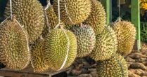 Một đối thủ sầu riêng của Việt Nam vừa bắt tay Trung Quốc thành lập liên doanh sầu riêng triệu đô: Sắp có 9 kho lạnh công suất 100.000 tấn, sở hữu đội container khủng