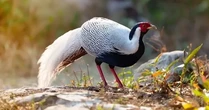 Ngoài gà lôi trắng, nhiều động vật hoang dã bán tràn lan trên mạng
