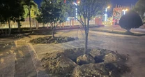 Vì sao nhiều cây hoàng mai ở Huế bị bới lên rồi trồng lại trước khi bàn giao trụ sở?