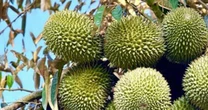 Liên minh châu Âu sắp cử đoàn thanh tra sầu riêng Việt Nam