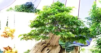 Xác lập kỷ lục Việt Nam cho chậu bonsai bằng lăng xoay tự động độc nhất vô nhị
