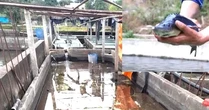 Cá tầm Trung Quốc ồ ạt vào Việt Nam, người nuôi trong nước lao đao