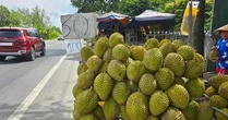 Sầu riêng đang là 'cuộc chơi' của Việt Nam và Thái Lan