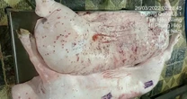 Sóc Trăng đề nghị Hậu Giang phối hợp xác minh vụ tố C.P. 'tuồn thịt bẩn' ra thị trường