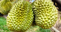 Giá sầu riêng hơn 100.000 đồng/kg, kỳ vọng góp 3 tỷ USD doanh số xuất khẩu