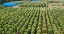 Mỹ bất ngờ săn lùng một loại nông sản quý hiếm của Việt Nam: Nước ta xuất khẩu bằng cả thế giới cộng lại, sở hữu hơn 100.000 ha diện tích trồng
