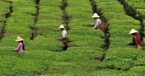 Từng sánh ngang cổ phiếu, BĐS, loại ‘tài sản’ giới siêu giàu Trung Quốc săn lùng nay bốc hơi 80% giá trị, nhà đầu cơ ‘bỏ của chạy lấy người’: Bóng bóng đã vỡ?