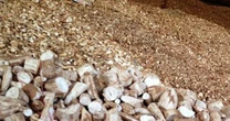 'Vàng trắng' dưới lòng đất của Việt Nam được Trung Quốc săn lùng bất kỳ giá nào, xuất khẩu tăng hơn 300%