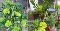 Chưa đến Tết, phật thủ bonsai độc lạ đã 'cháy' hàng