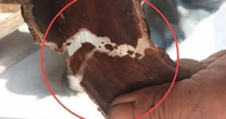 Cây nhả ra “sợi bạc”, bóc vỏ bán là hốt bộn tiền, ở Việt Nam cũng có