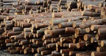 Mỹ giảm thuế xuống 20%, đã chi hơn 4 tỷ USD nhập khẩu cho ngành hàng 'hái ra tiền' này của Việt Nam