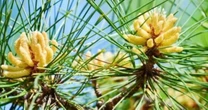 “Vàng ròng” bị lãng quên ở quê, gom bán thu tiền triệu/kg