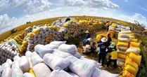Thủ tướng chỉ đạo ‘thần tốc’ xuất khẩu để giữ vị thế gạo Việt