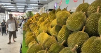Một đối thủ sầu riêng của Thái Lan, Việt Nam rục rịch gia nhập thị trường Trung Quốc, chuyên gia khẳng định: Cần ít nhất 2 năm nữa để làm điều này