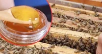 U40 bỏ phố về quê chế “mật ong thuốc”, doanh thu tiền tỷ mỗi năm