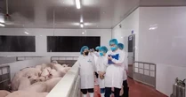 Kiểm tra hoạt động giết mổ lợn của Công ty C.P Việt Nam tại Hà Nội