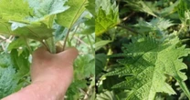 Việt Nam có giống cây chạm vào là ngứa, dân khéo biến hóa thành “mỏ tiền”