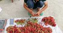 “Kim cương” giữa rừng: Xưa là quả dại, nay thành “máy in tiền”