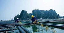 Một mặt hàng tỷ đô có lượng xuất khẩu đột biến: Tăng hơn 111% trong một năm sang nước giàu nhất Mỹ Latinh