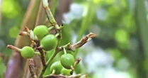 Việt Nam sở hữu 1 loại quả hiếm đắt thứ 3 thế giới: Thu về hơn 15 triệu USD trong nửa đầu năm, trên 3 năm mới có thể thu hoạch