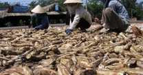 'Vựa lúa dưới lòng đất' của Việt Nam được Nhật Bản mạnh tay mua hàng nghìn tấn: Xuất khẩu tăng khủng hơn 1.000%, Trung Quốc rốt ráo săn lùng