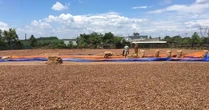 Hàng trăm nghìn tấn hàng từ châu Phi đổ bộ đưa Việt Nam trở thành ông trùm xuất khẩu của thế giới: Giá hấp dẫn, nước ta chi hơn 2 tỷ USD gom hàng
