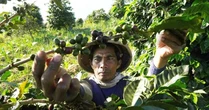 Không phải gạo, Việt Nam nắm vị thế chủ lực thế giới một mặt hàng tăng giá mạnh nhất trong nhiều thập kỷ - dự báo còn tiếp tục tăng trong năm 2024