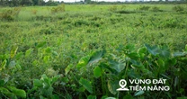 Thay bạn đi xem khu đất sẽ xây dự án nhà ở xã hội lớn nhất Thủ đô: Dự kiến sẽ có gần 7.000 căn hộ, sát công viên 100 ha của Sun Group