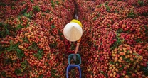 Không phải sầu riêng, một báu vật triệu đô của Việt Nam khiến Trung Quốc, Mỹ mê mẩn: Xuất khẩu tăng khủng hơn 5.000%, sản lượng đạt 300.000 tấn