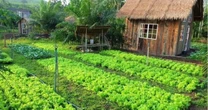 Thu nhập 15 triệu đồng/tháng, làm 10 năm ở Hà Nội vẫn chưa mua được nhà, tôi có nên về quê?
