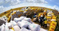 An ninh lương thực châu Á bị đe dọa, gạo Việt đứng giữa 'tâm bão'